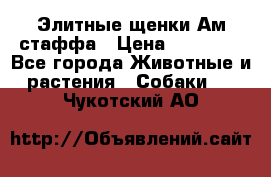 Элитные щенки Ам.стаффа › Цена ­ 25 000 - Все города Животные и растения » Собаки   . Чукотский АО